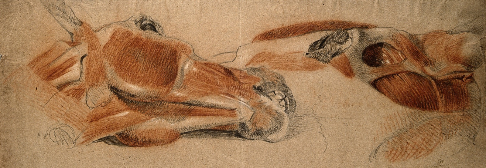 The muscles of the head of a horse, two studies. Red, black and white chalks, by C. Landseer, ca. 1815. — Charles Landseer