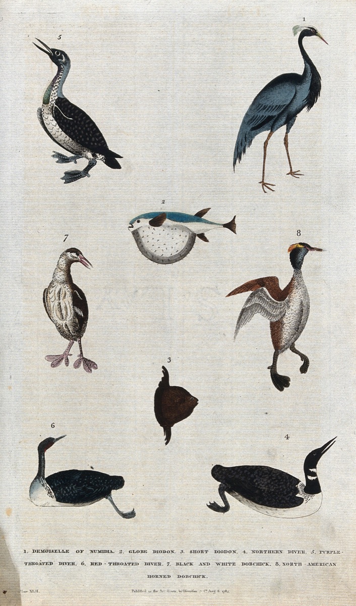 Above, a waterbird, a crane and a fish; below, four waterbirds and a fish. Coloured etching.