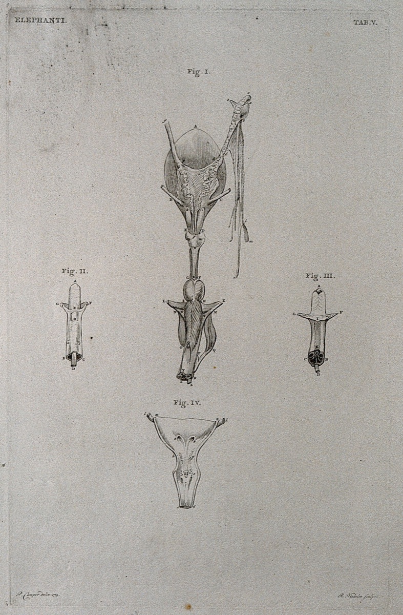 Dissection of the internal organs of an elephant: four figures. Etching by R. Vinkeles 1787/1800 (?), after P. Camper, 1774. — Petrus Camper; Reinier Vinkeles