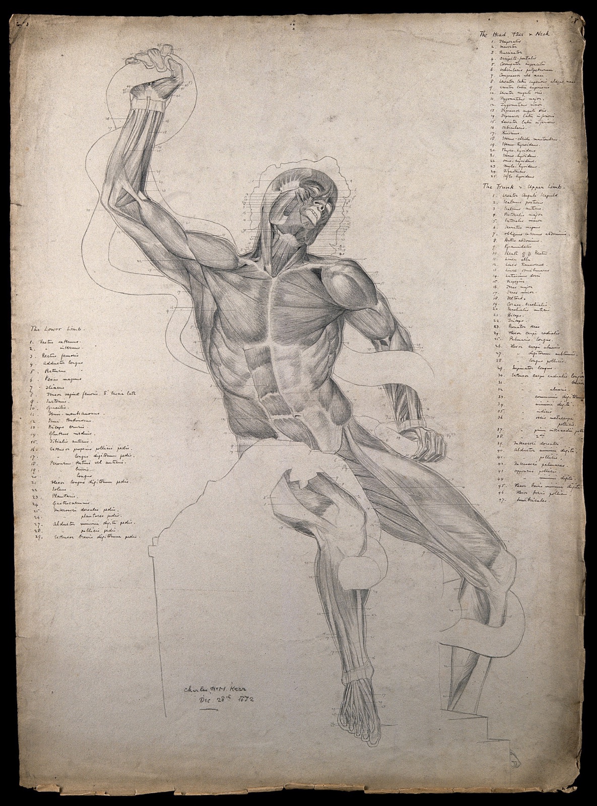 The écorché figure of Laocoön, wrestling with a snake. Pencil drawing by C.H.M. Kerr, 1882. — Charles H. M. Kerr