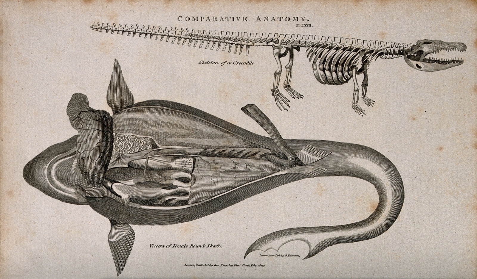 Skeleton of a crocodile with a dissection of a female round shark. Line engraving after a drawing by S. Edwards, 1809. — Sydenham Edwards