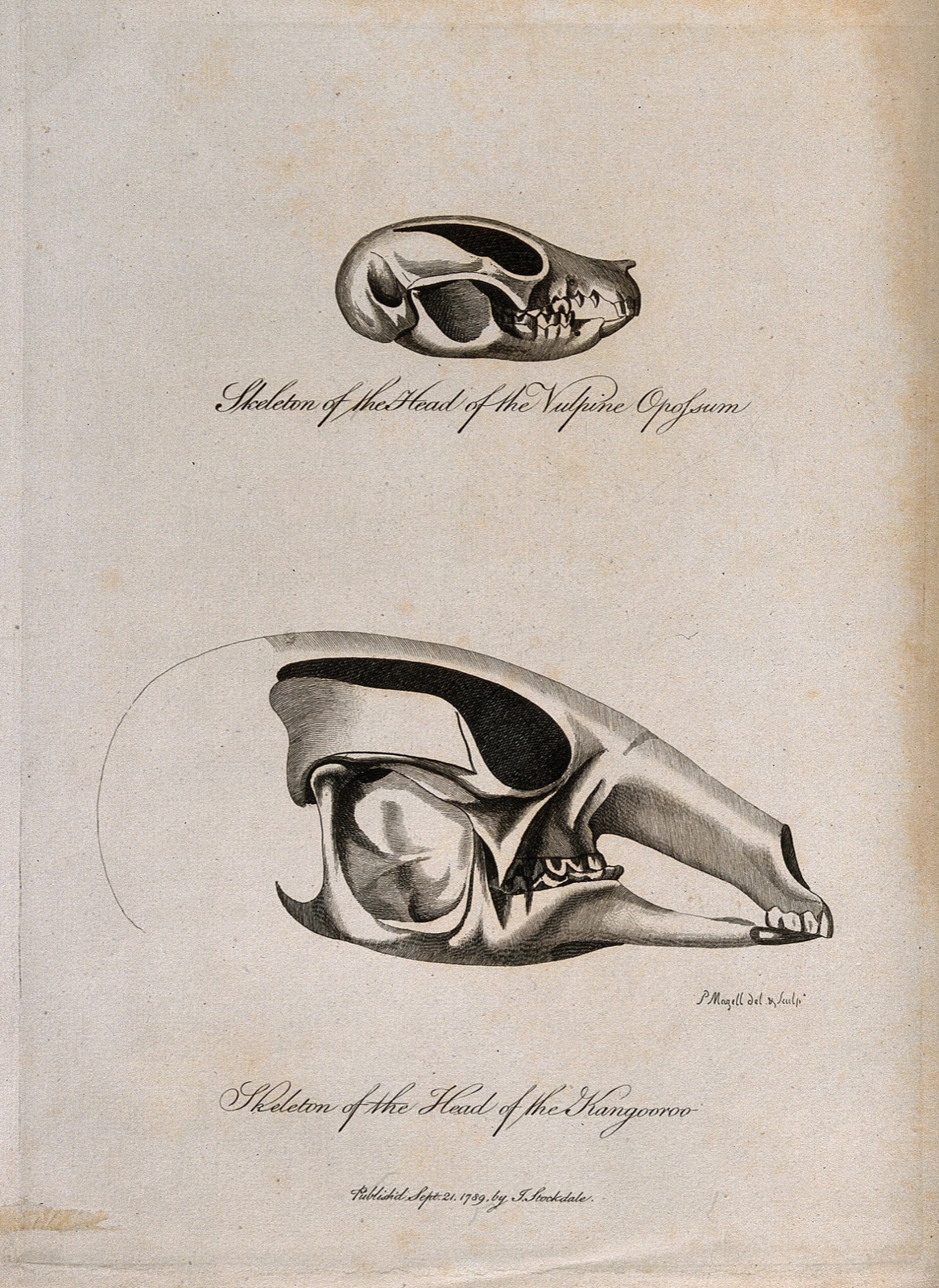 Kangaroo and vulpine opossum skulls: side views. Etching by P. Mazell, 1789. — Peter Mazell