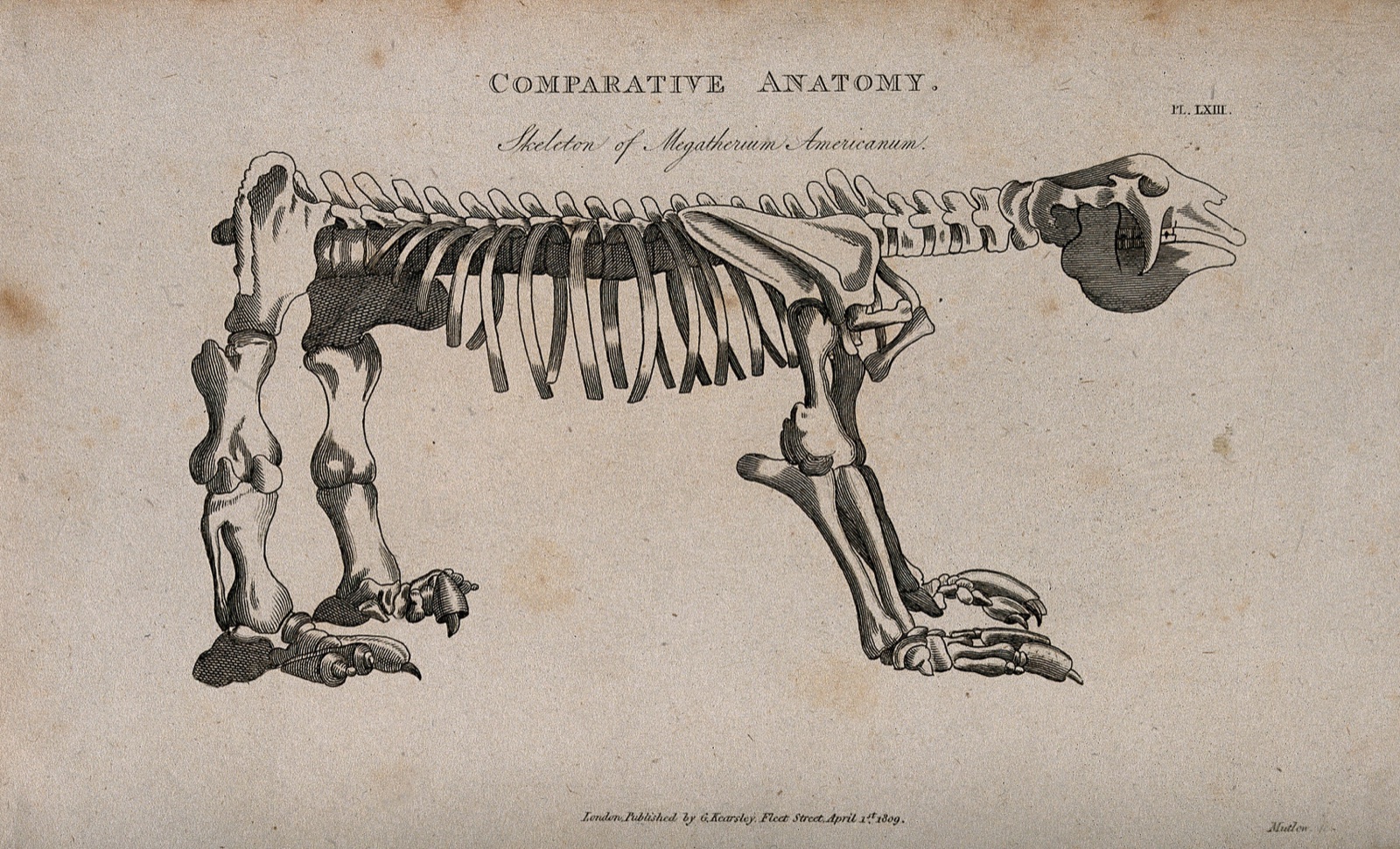 Skeleton of a ground sloth (megatherium americanum): side view. Line engraving by Mutlow, 1809. — Mutlow, H.