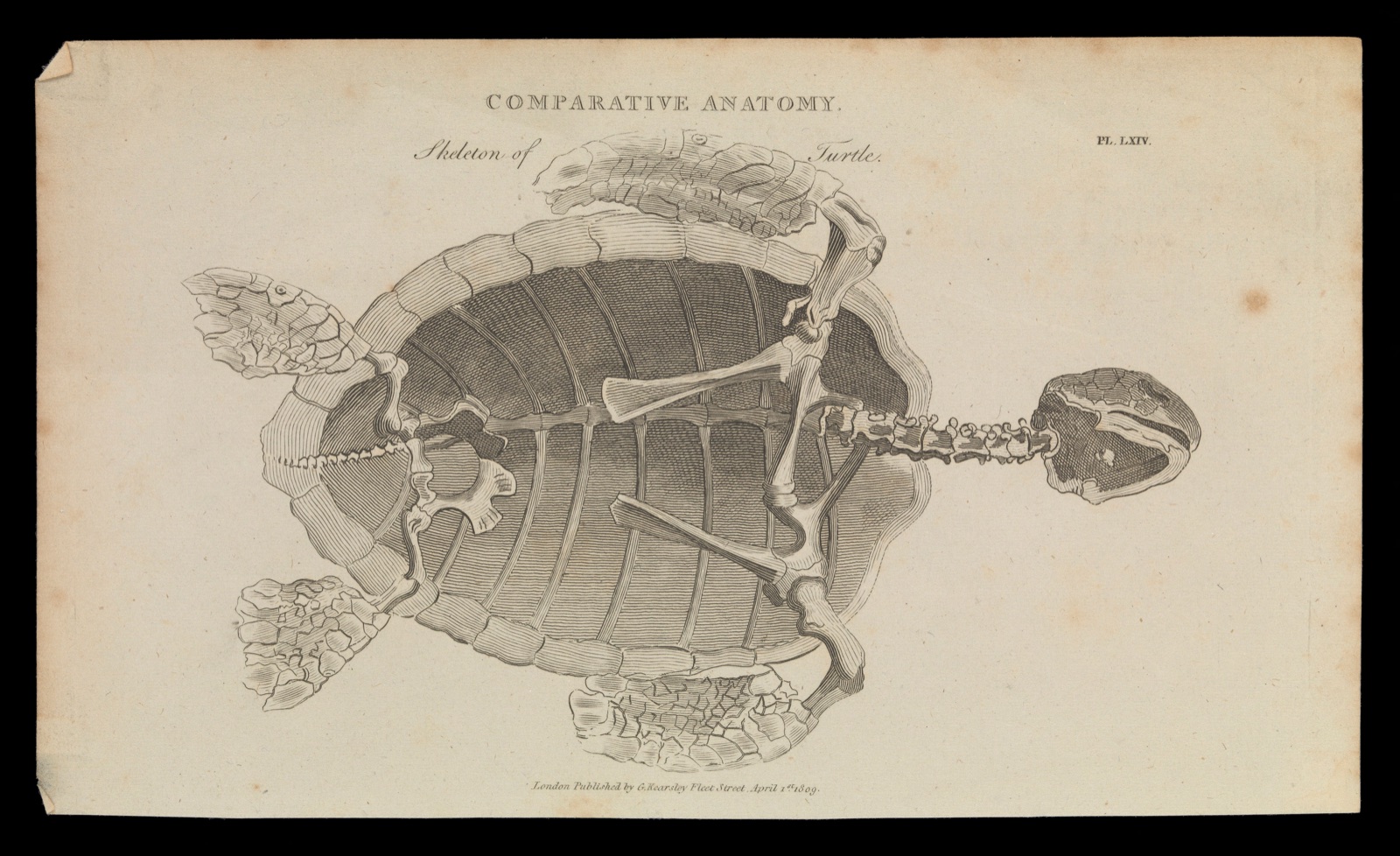 Skeleton and shell of a turtle, seen from below. Line engraving by Mutlow (?) after S. Edwards (?), 1809. — Sydenham Edwards; Mutlow, H.