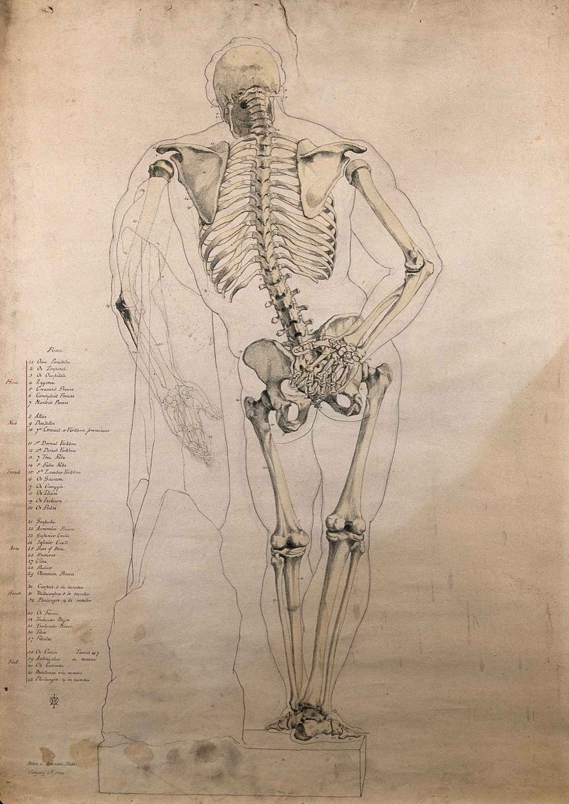 The Farnese Hercules: skeleton and body contour, rear view. Pen and ink drawing with watercolour, by H.J. Arundel Miles, 1862. — Miles, Helen Jane Arundel.