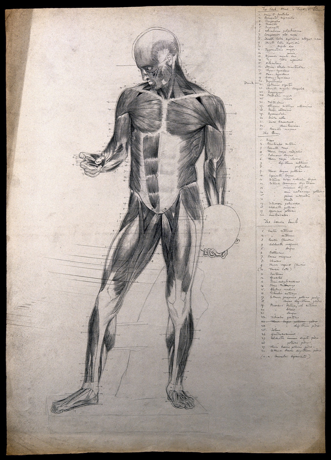 A standing écorché, holding a discus. Pencil drawing by C.H.M. Kerr, ca. 1882. — Charles H. M. Kerr