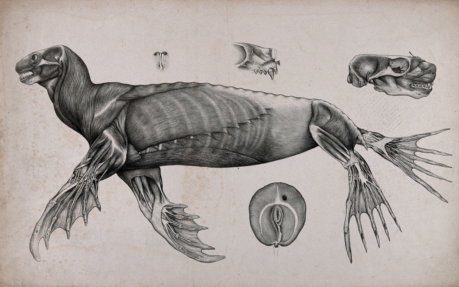 An écorché seal: five figures showing the musculature of the body, with details of the muscles of the face. Lithograph by C. Berjeau, 1872. — Berjeau, C. J.