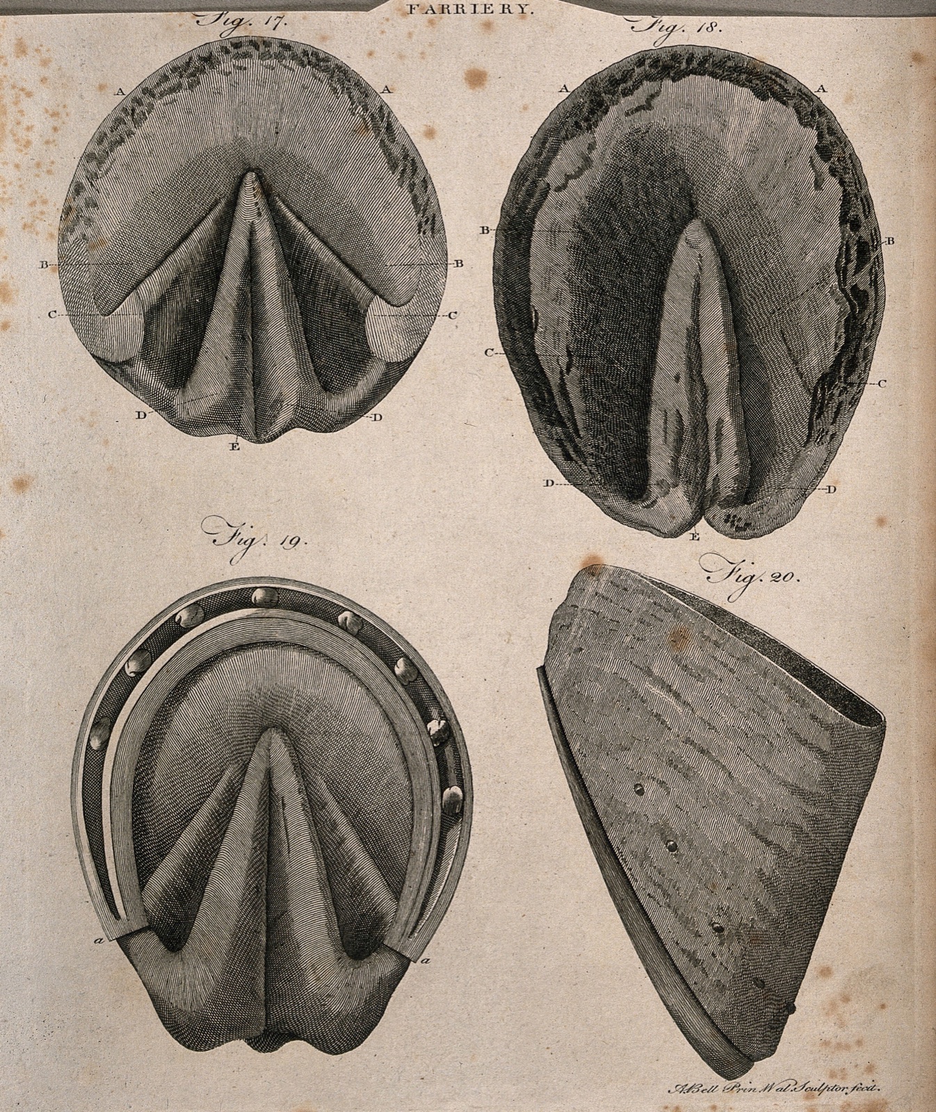 Horses' hooves: four figures showing the anatomy of the foot of a horse, both with and without shoes. Line engraving with etching by A. Bell, 1770/1800?. — Andrew Bell