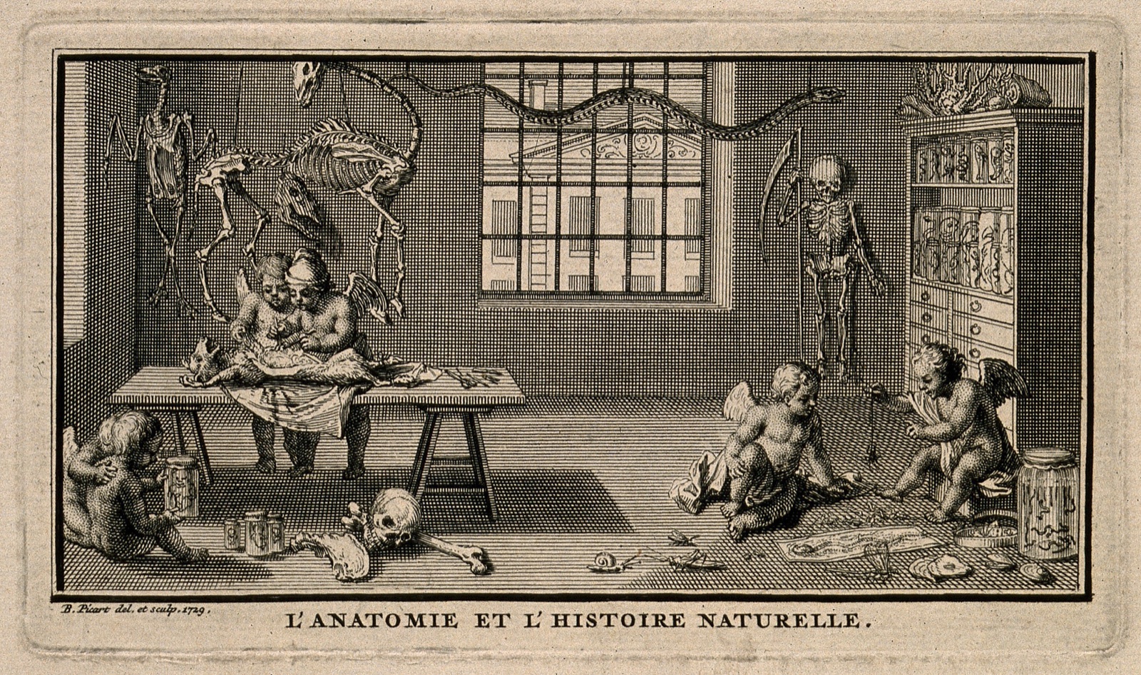 Putti perform an anatomical dissection on a dog; others hold a jar containing a human foetus; two more play with a spider; representing anatomy and natural history. Etching by B. Picart, 1729. — Bernard Picart
