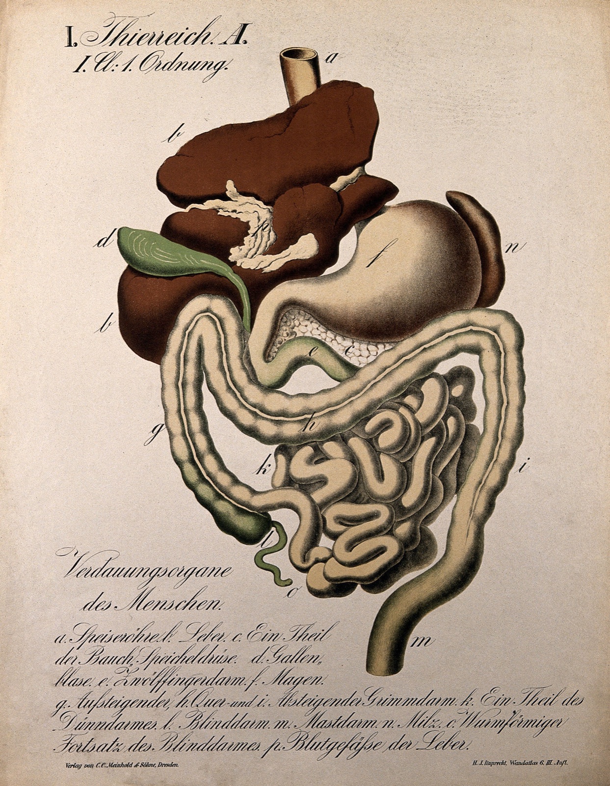 The human digestive organs. Colour lithograph by H.J. Ruprecht, 1877. — Ruprecht, H.J.