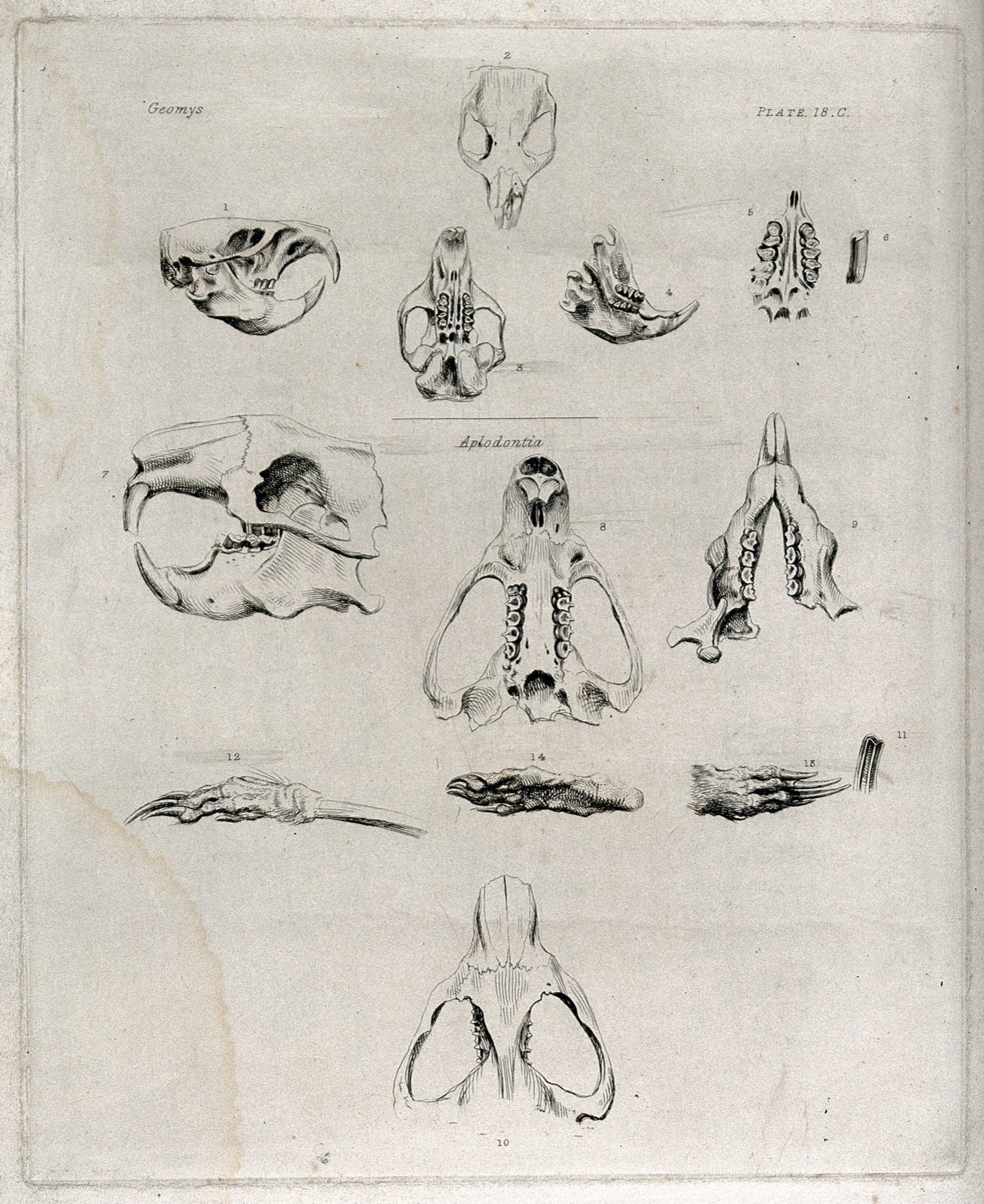 Skull, jaw-bones and paws of a gopher and a beaver: fourteen figures. Etching, 1840/1870?.
