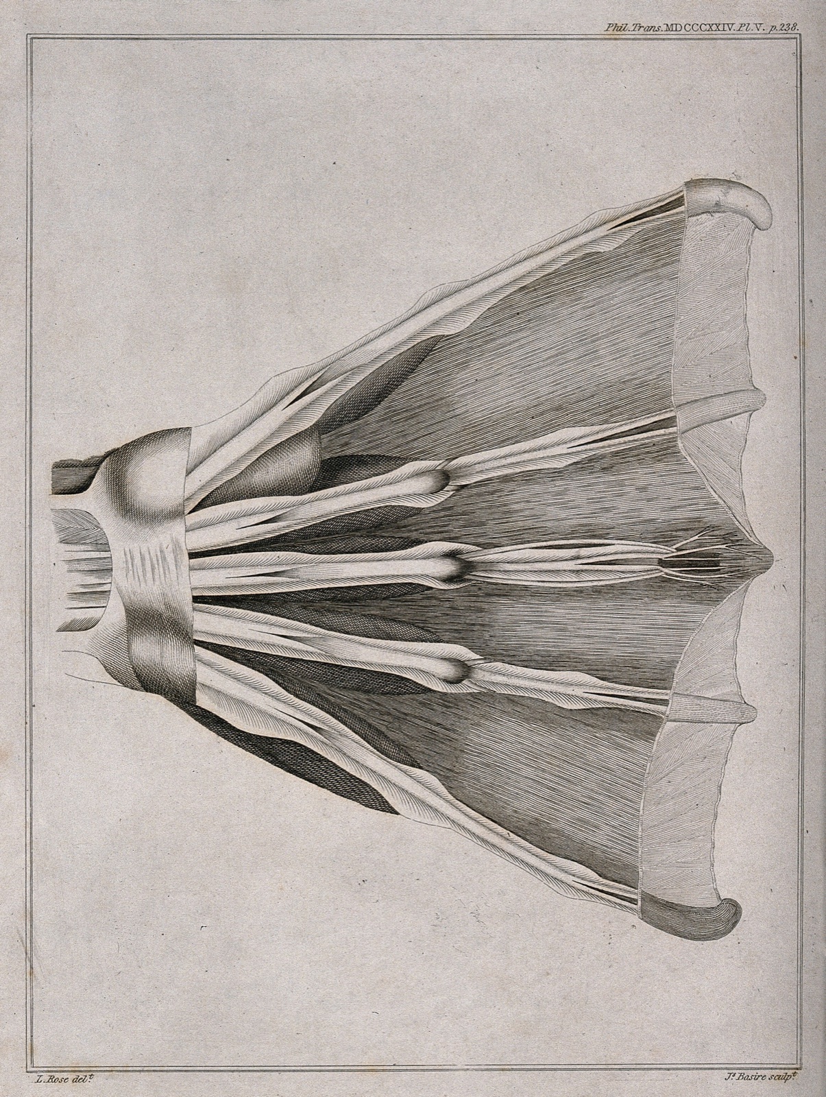 Écorché flipper or webbed-foot of an animal. Line engraving by J. Basire after L. Rose, 1808. — Rose, L.; James Basire