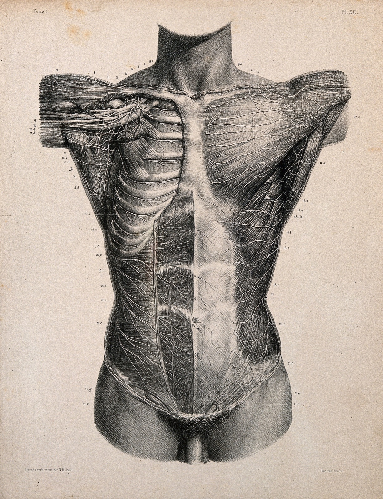 Dissected trunk, seen from the front, showing cutaneous and muscular nerves. Lithograph by N.H. Jacob, 1831/1854. — Nicolas-Henri Jacob