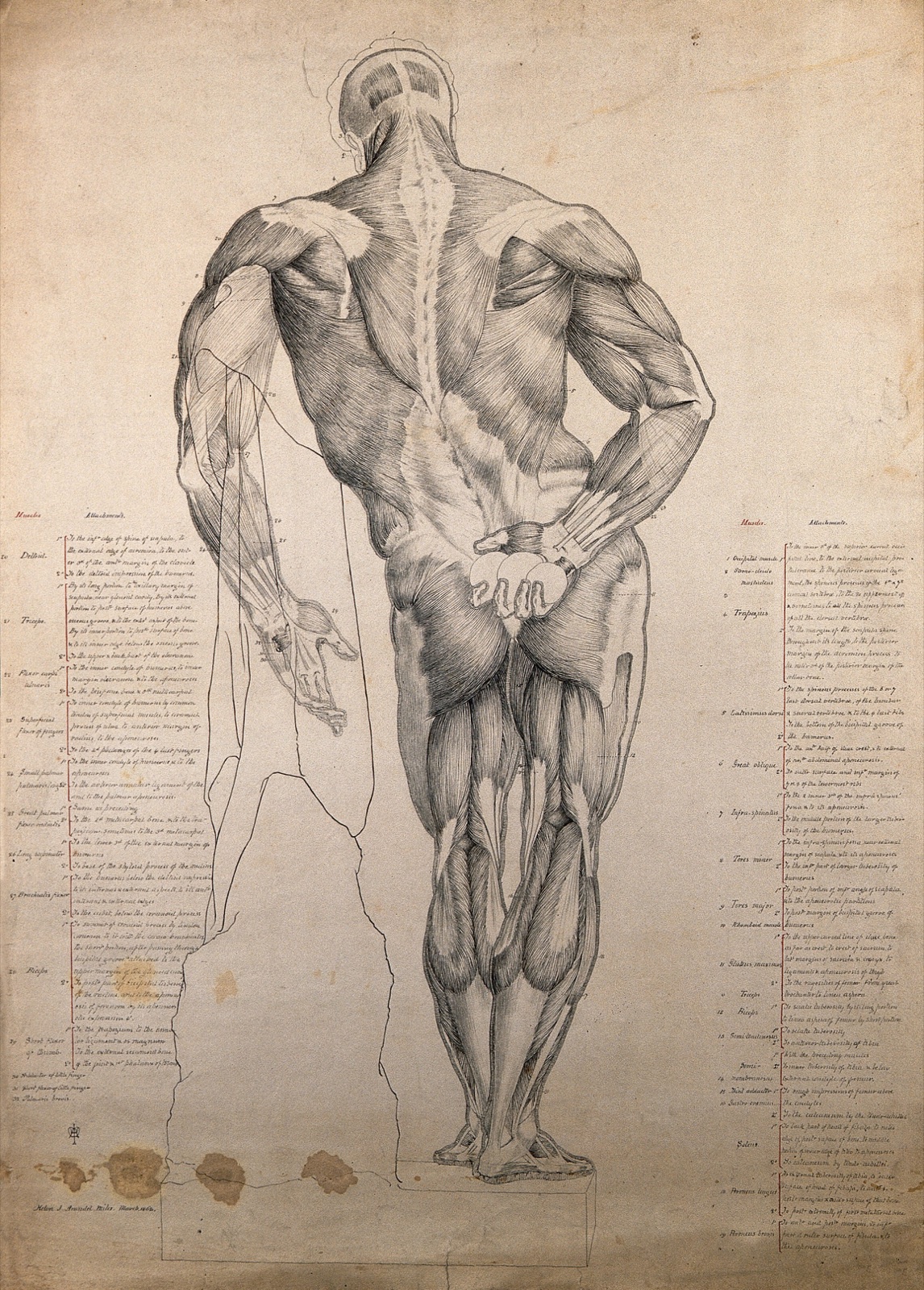 The Farnese Hercules: rear view of muscles. Pen and ink drawing, by H.J. Arundel Miles, 1862. — Miles, Helen Jane Arundel.
