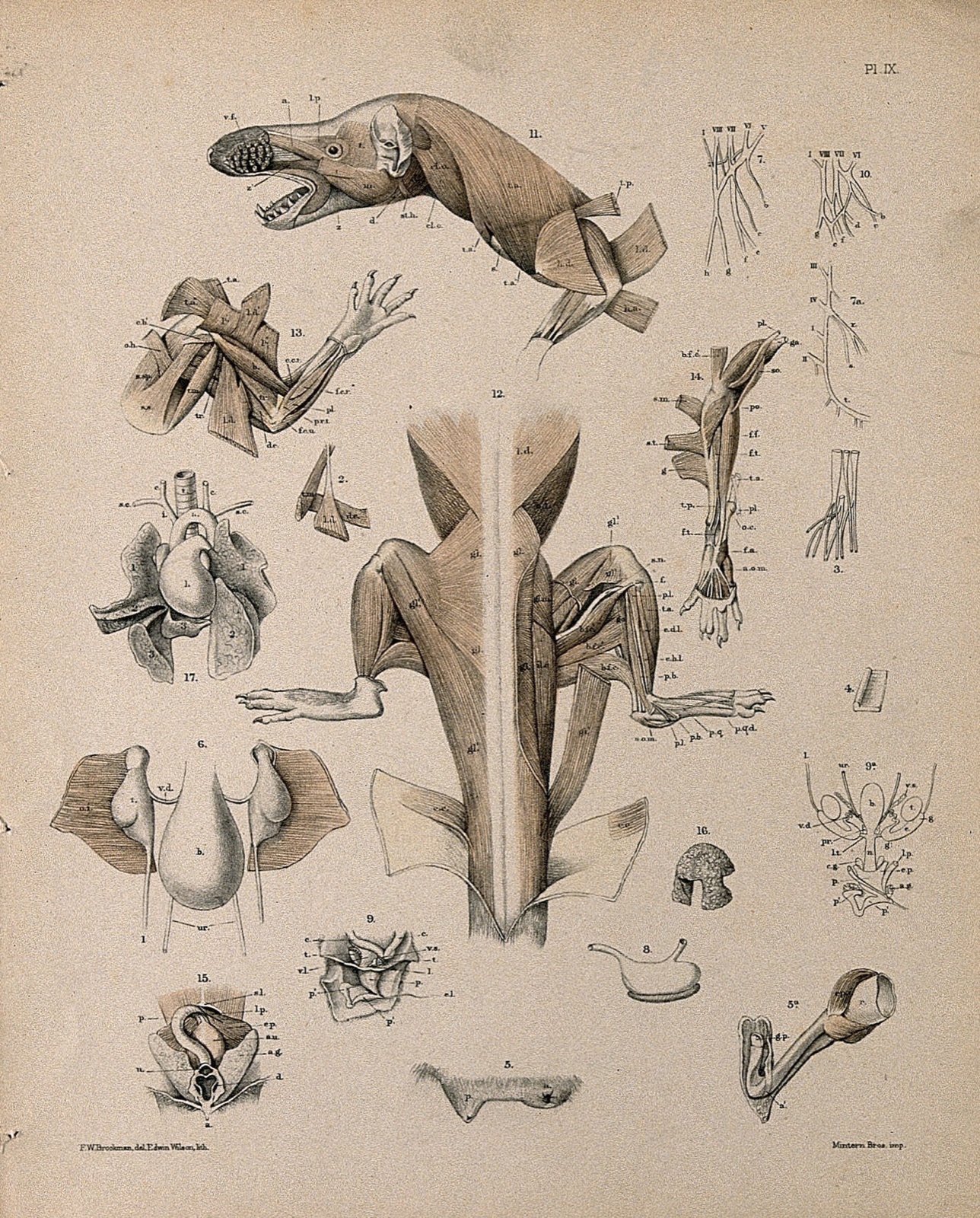Dissection of a mole: eighteen figures, including details of the animal's musculature and internal organs. Lithograph by E. Wilson after F.W. Brookman. — Brookman, F. W.; Wilson, Edwin, 1855-1915.