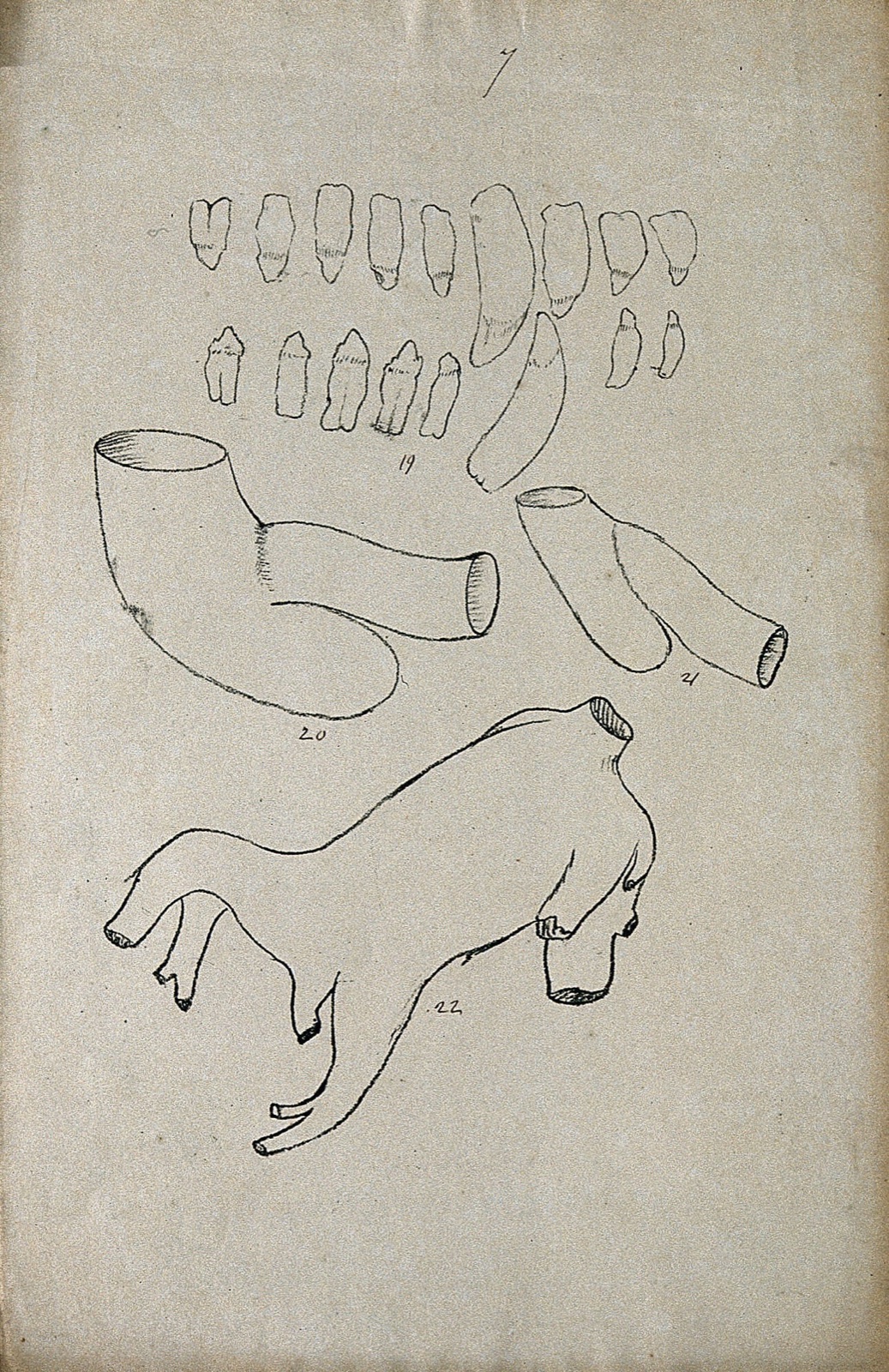 Animal teeth, shown with dissected arteries (?) Lithograph by R. Ball (?), 1857. — Ball, R.