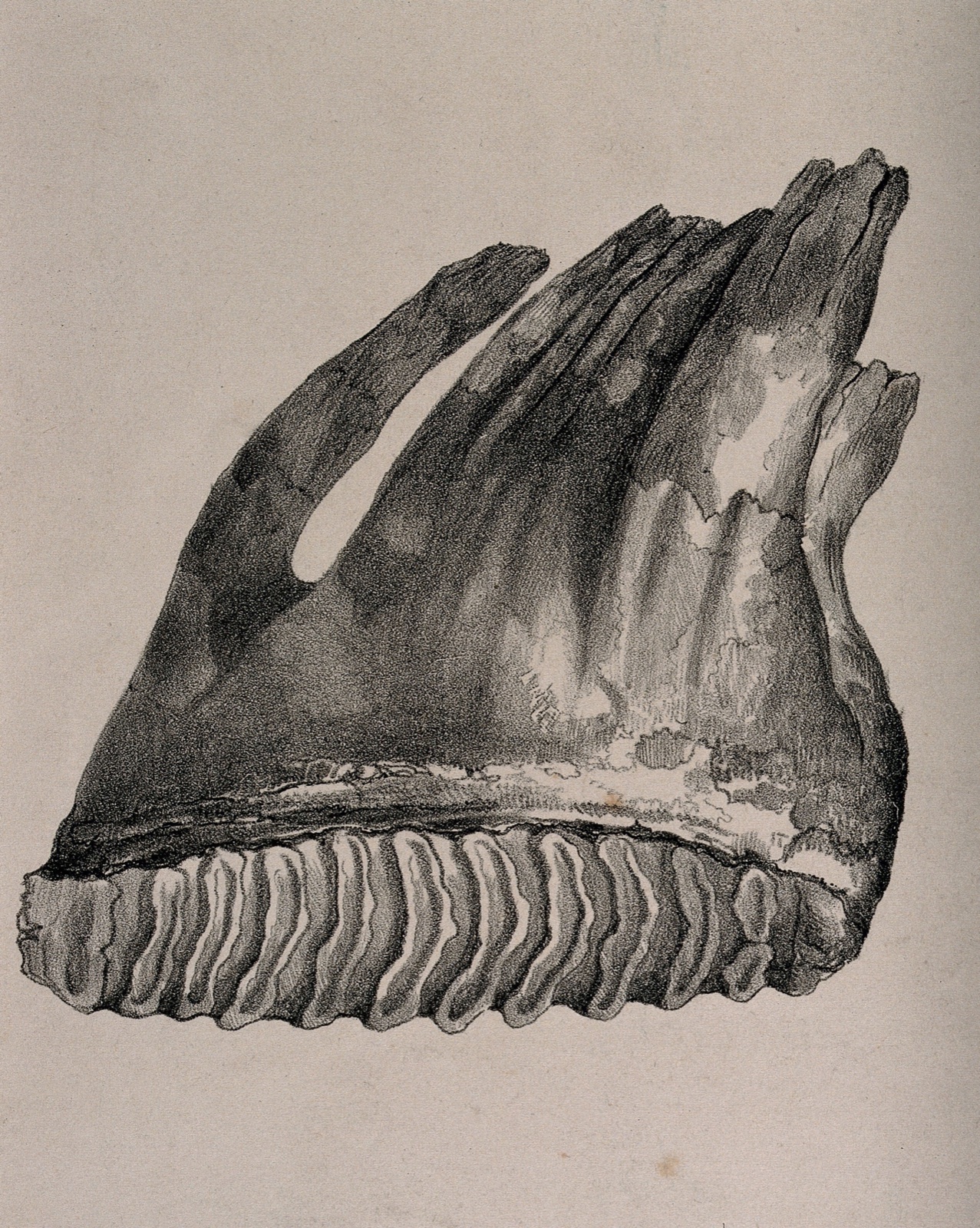 Tooth of an Asian elephant. Lithograph, 1850/1900?. — Parker, C. W.