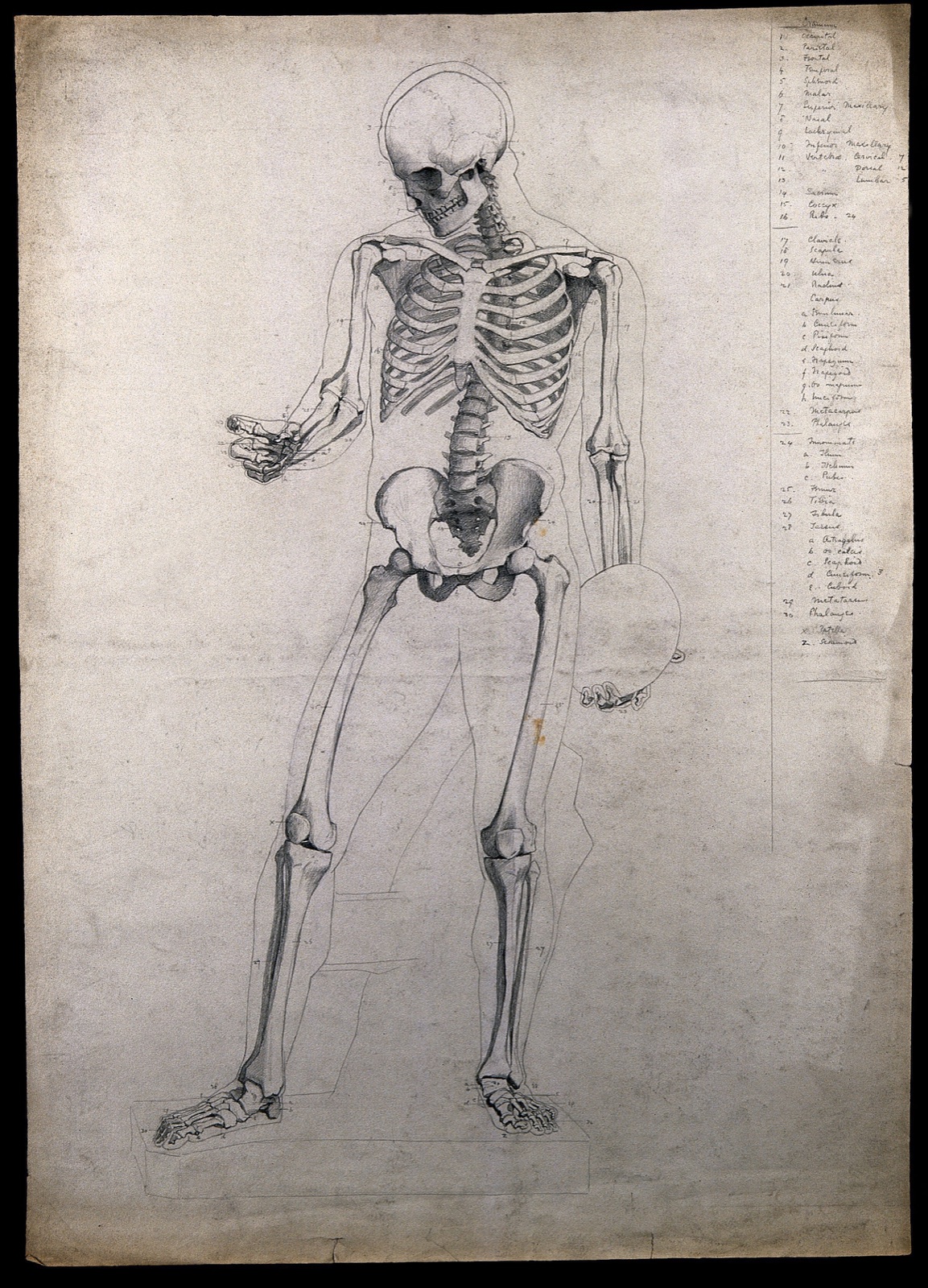 A standing skeleton, holding a discus. Pencil drawing by C.H.M. Kerr, ca. 1882. — Charles H. M. Kerr