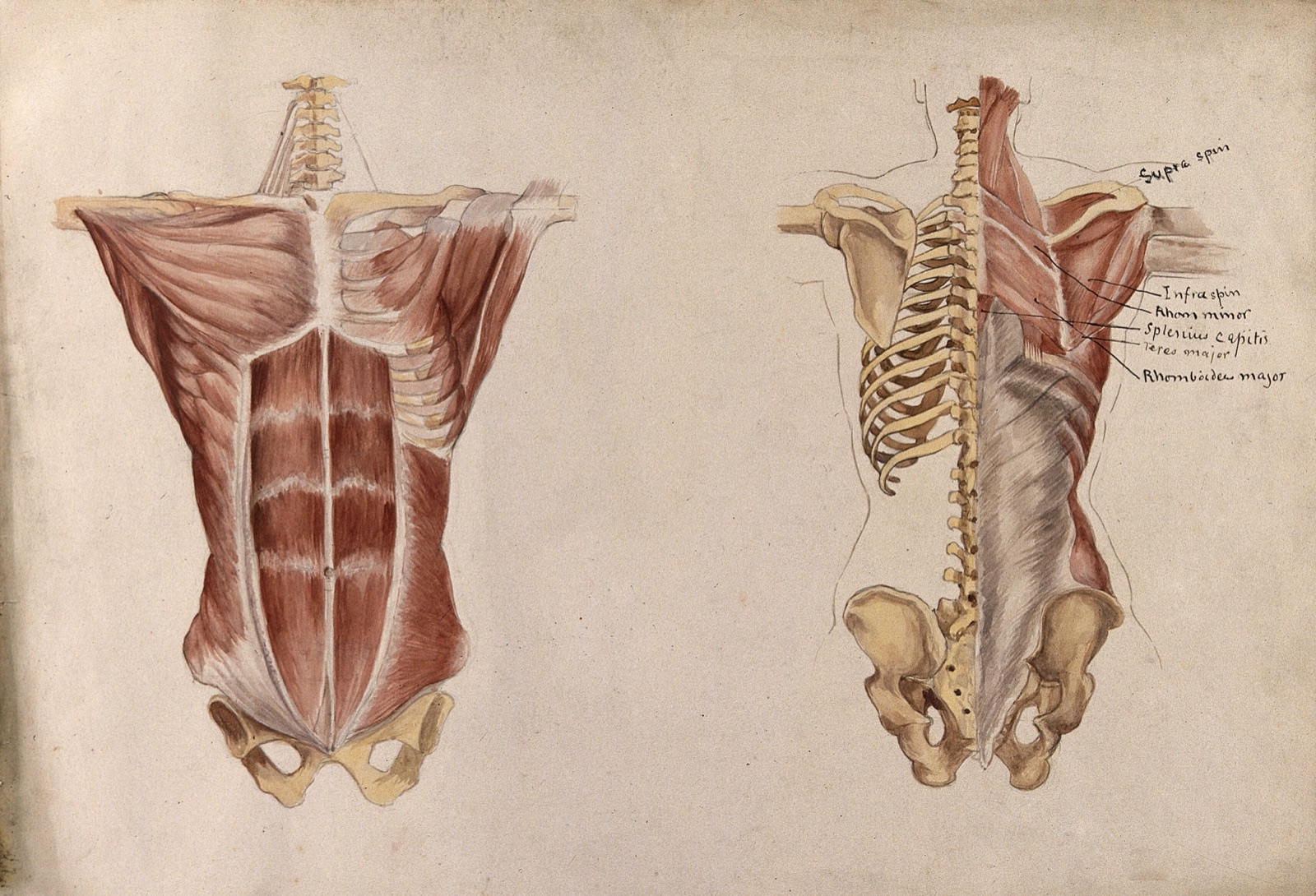Muscles and bones of the trunk: five écorché figures showing front and back views of the torso. Watercolour by A. Mongrédien, ca. 1880. — Mongrédien, Adêle.