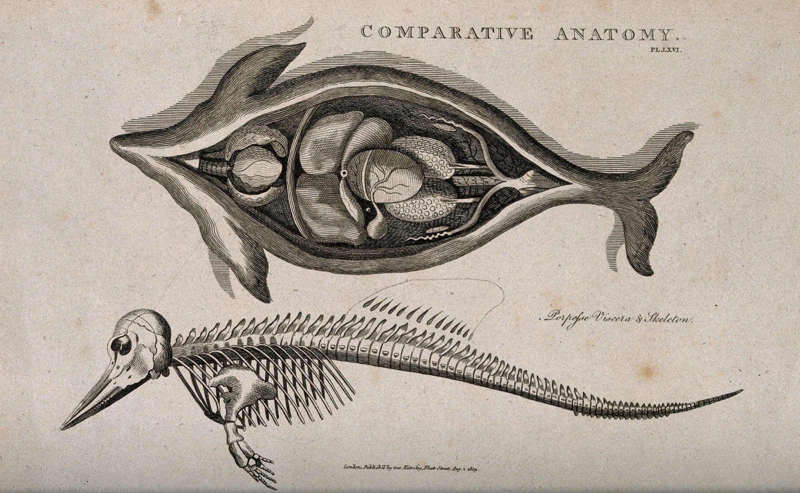 Skeleton and dissection of a porpoise, the latter showing the internal organs. Line engraving after a drawing by S. Edwards (?), 1809. — Sydenham Edwards